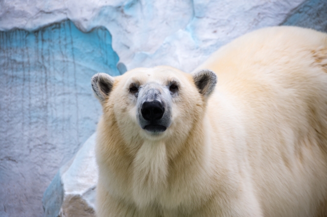 上野動物園 北極熊