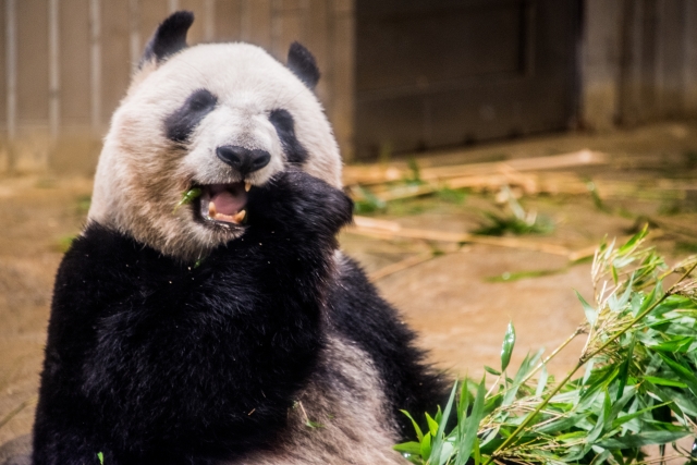 上野動物園 熊貓