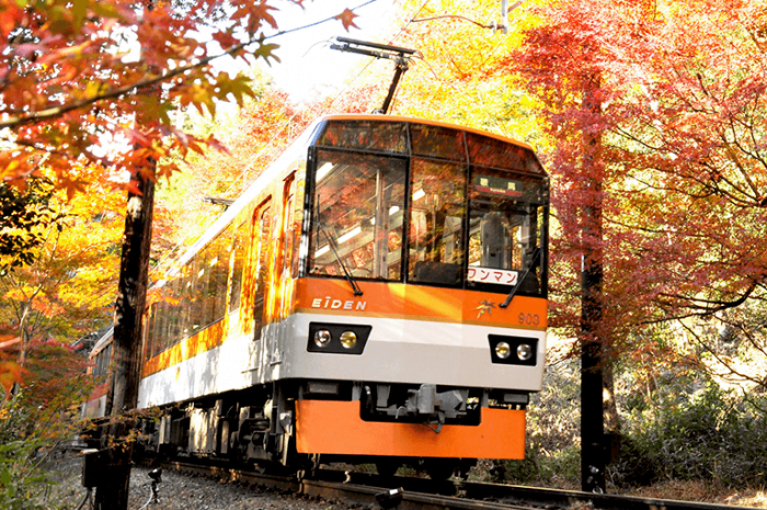 紅葉隧道的叡山電車：坐在車里觀賞紅葉！