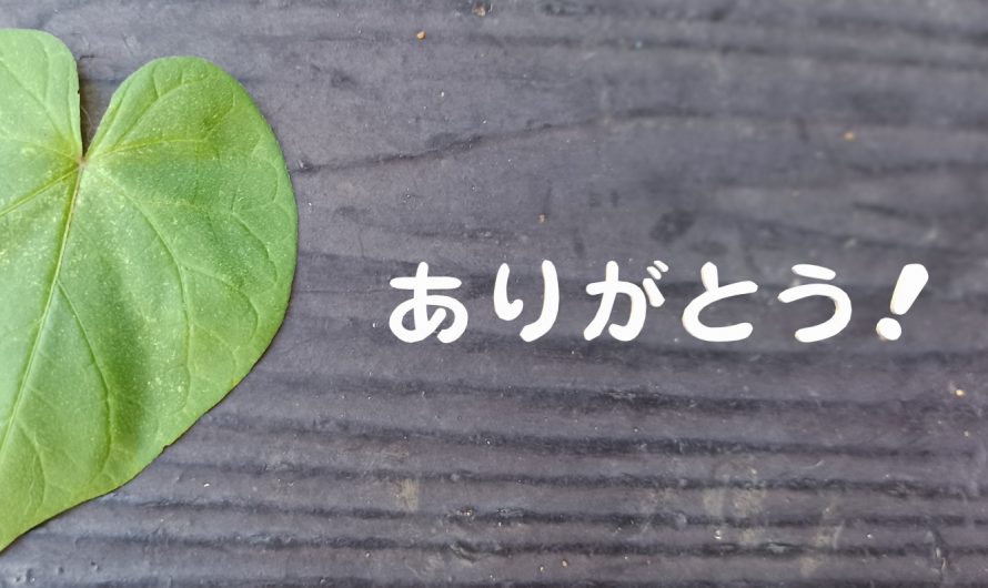 【書上絕對不會教的日語知識】在日本和人說謝謝不能說阿里嘎多？