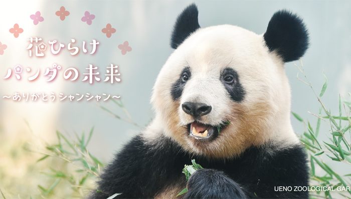 大熊貓香香即將返回中國，上野動物園於1月6日起開啟抽選參觀