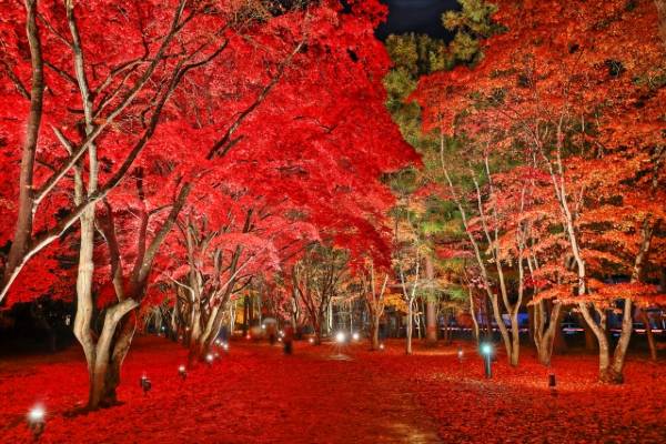 函館香雪園楓樹步道的夜間紅葉點燈