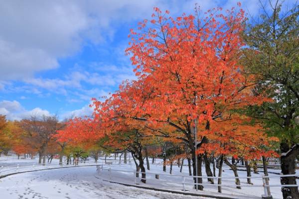 札幌農試公園裡與紅葉同框的初雪